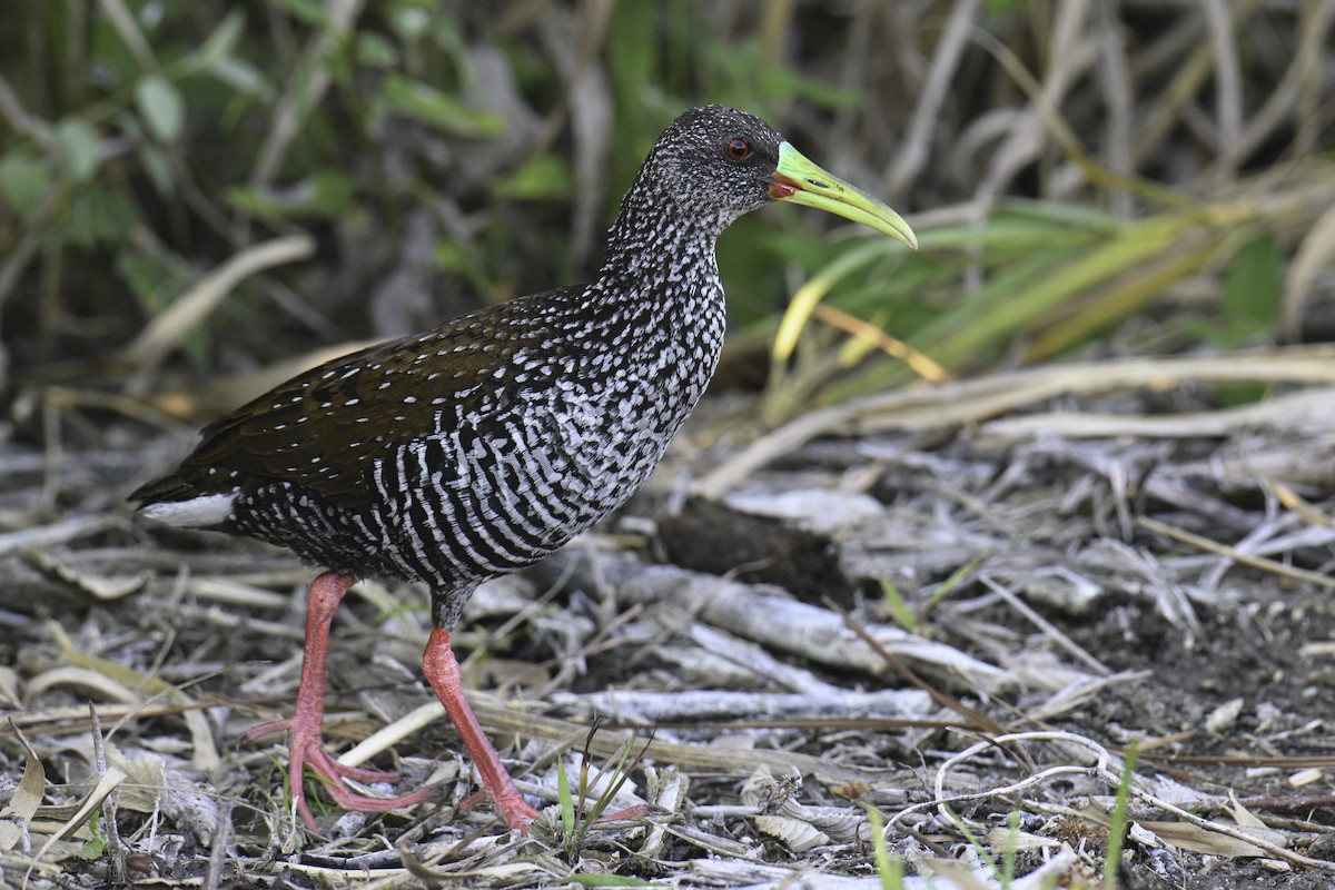 Spotted Rail - ML615817603