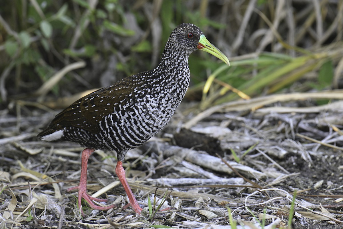 Spotted Rail - ML615817626