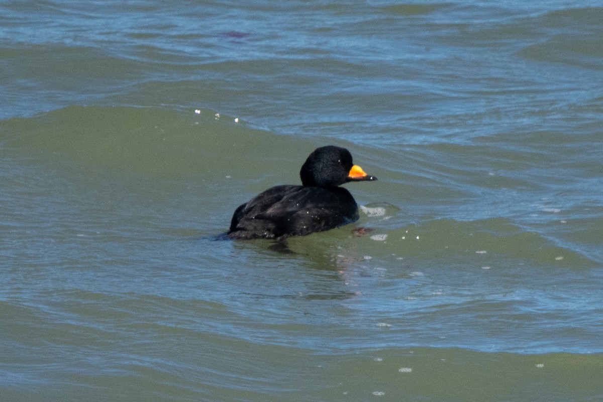 Black Scoter - ML615817673