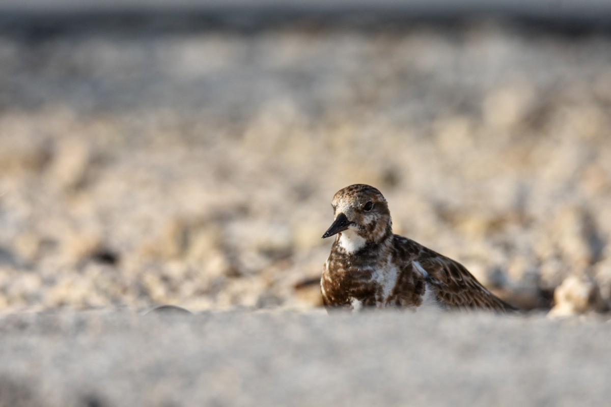 Ruddy Turnstone - Nicholas Canino