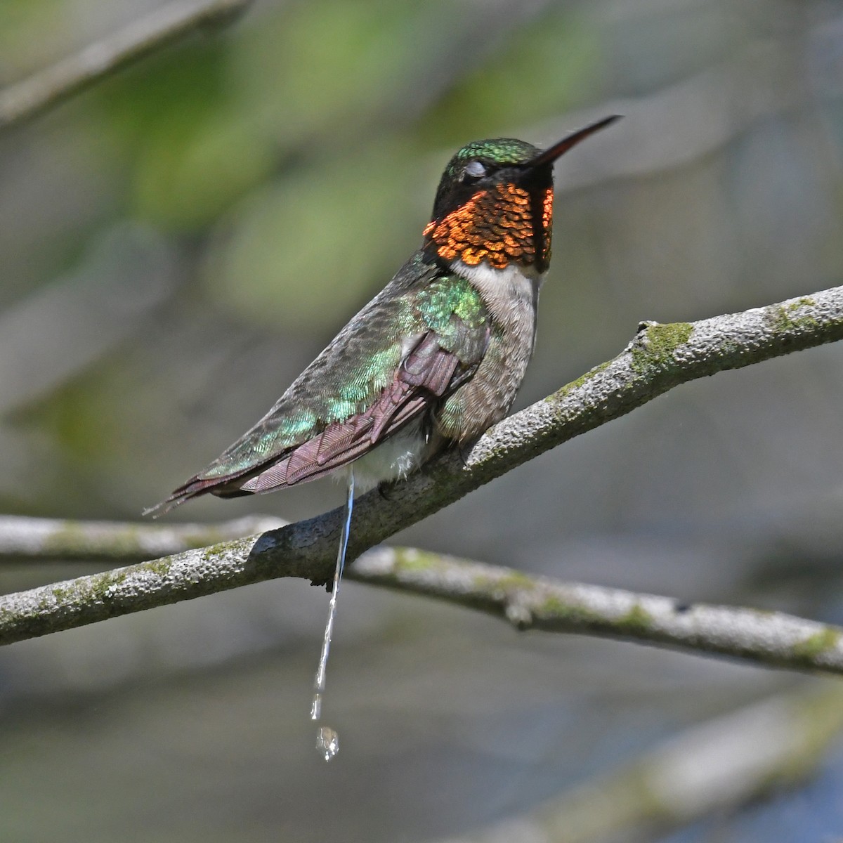 Ruby-throated Hummingbird - ML615817742