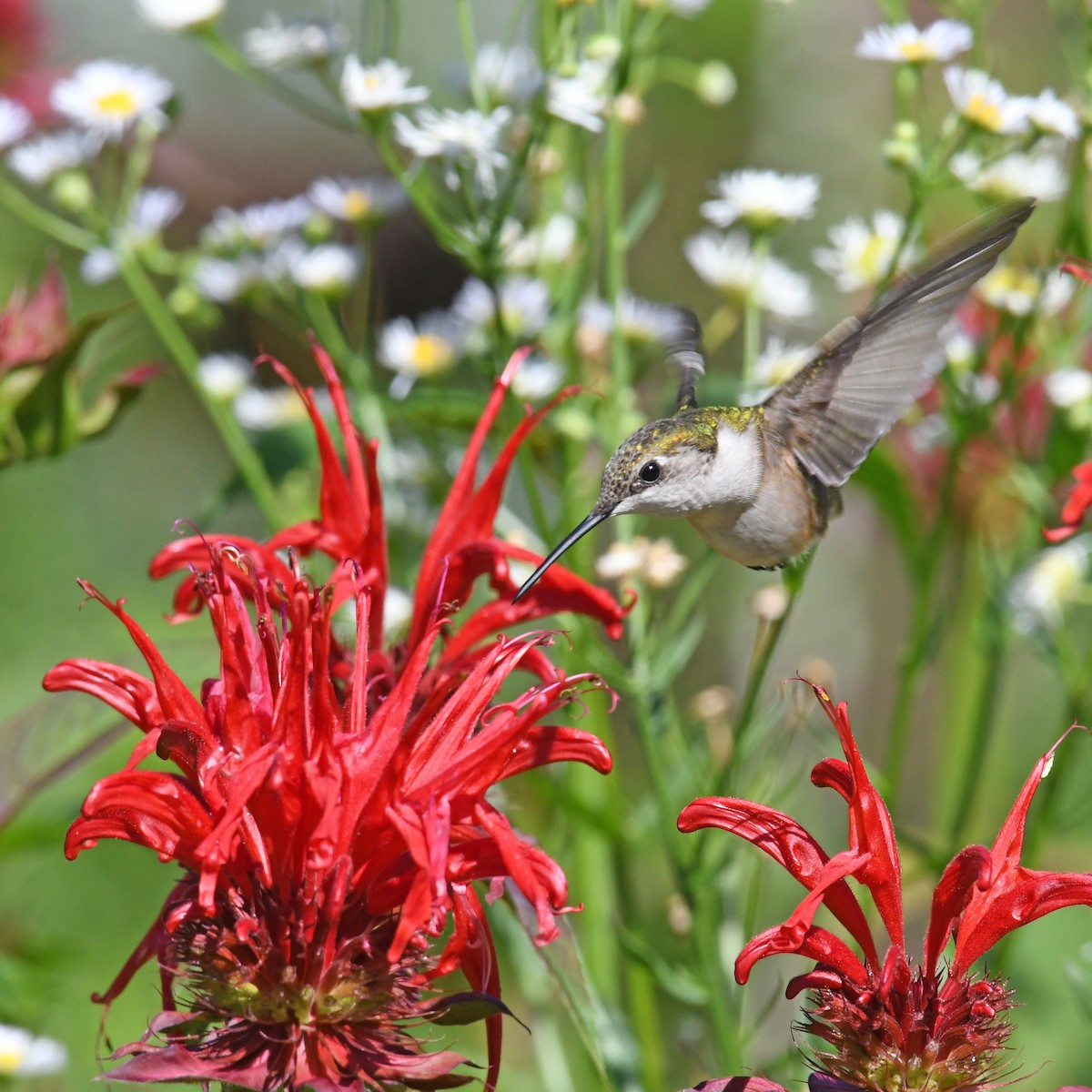 Ruby-throated Hummingbird - ML615817768