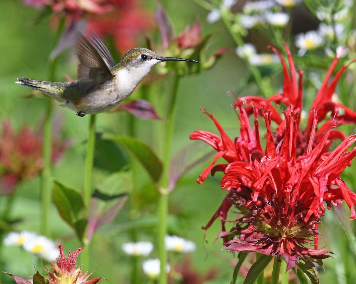 Ruby-throated Hummingbird - ML615817769