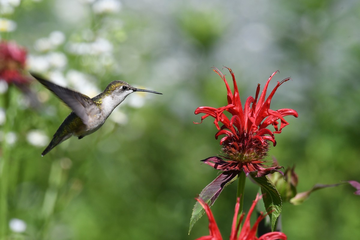 Ruby-throated Hummingbird - ML615817770