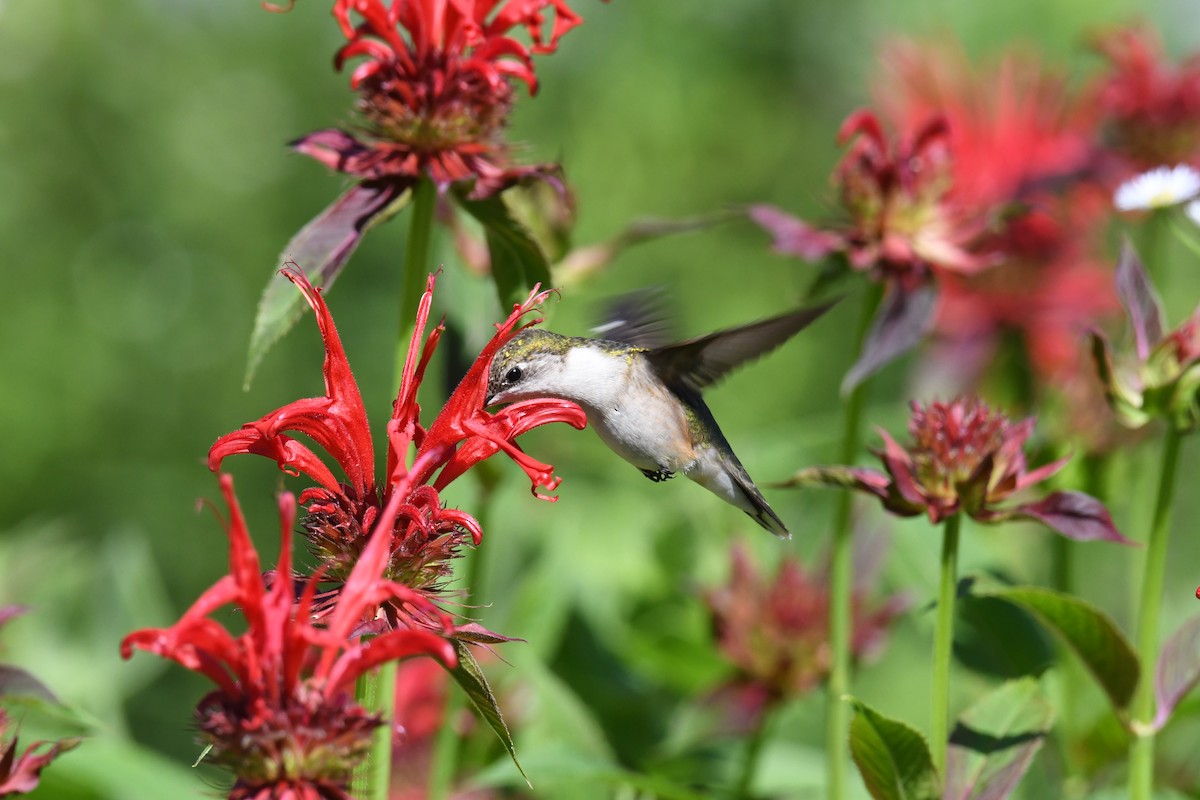 Ruby-throated Hummingbird - ML615817772