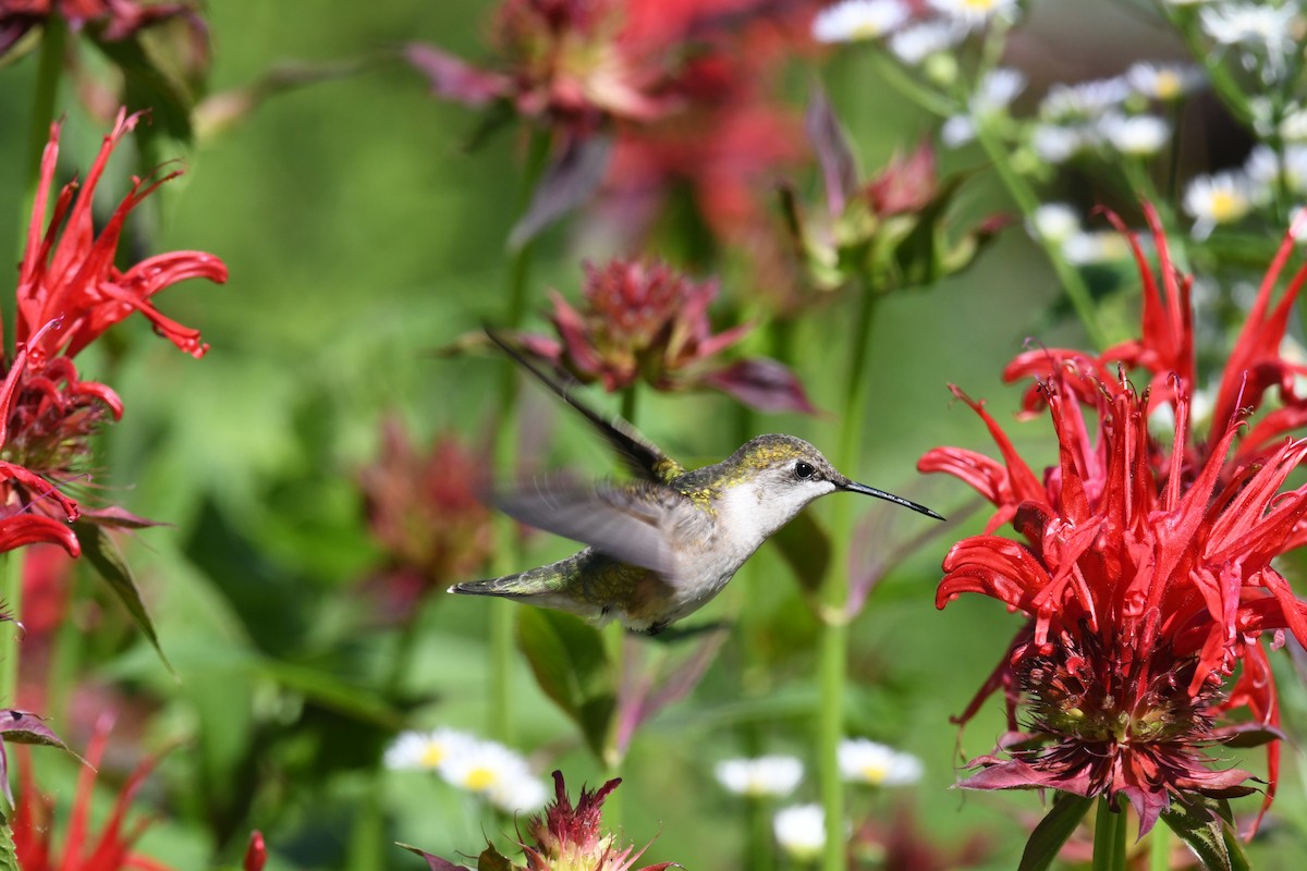 Ruby-throated Hummingbird - ML615817774