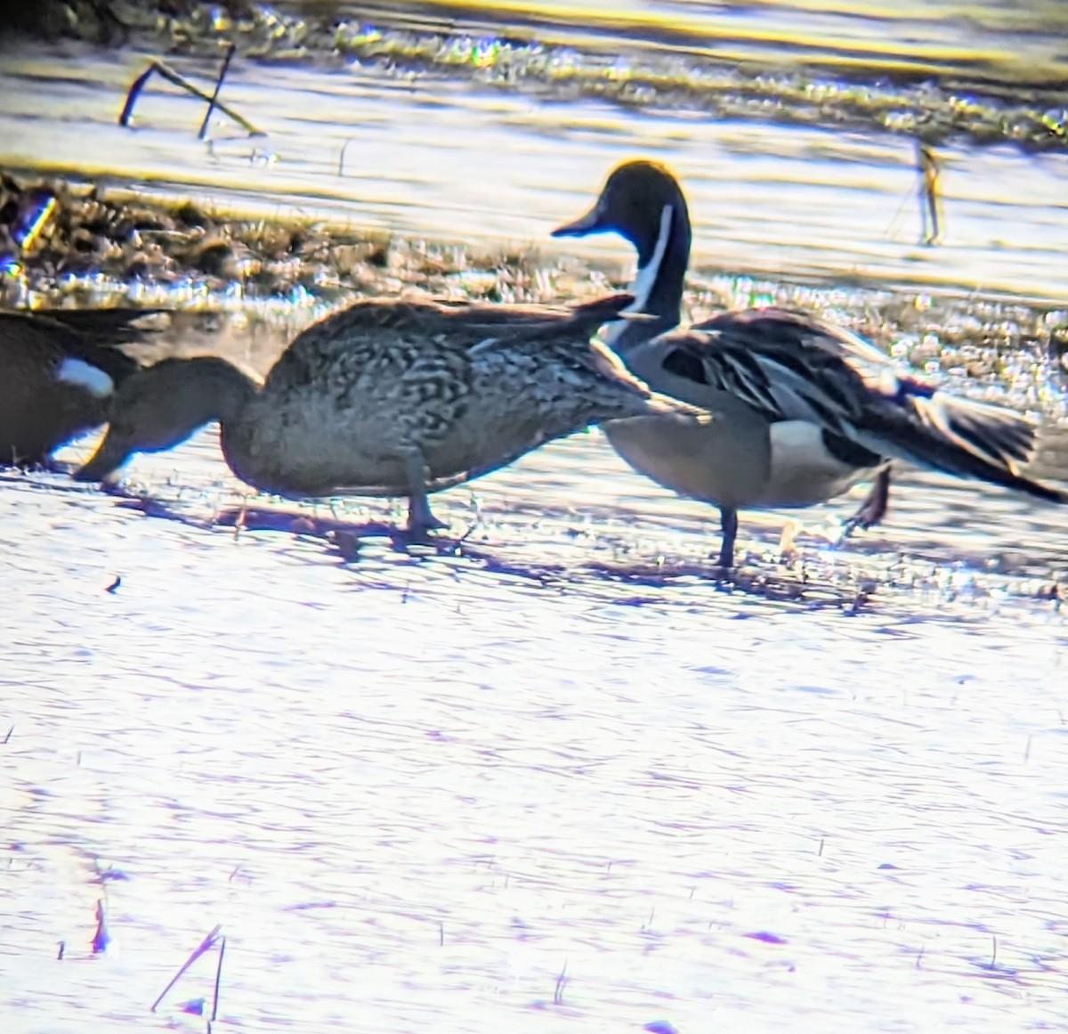 Northern Pintail - ML615817789