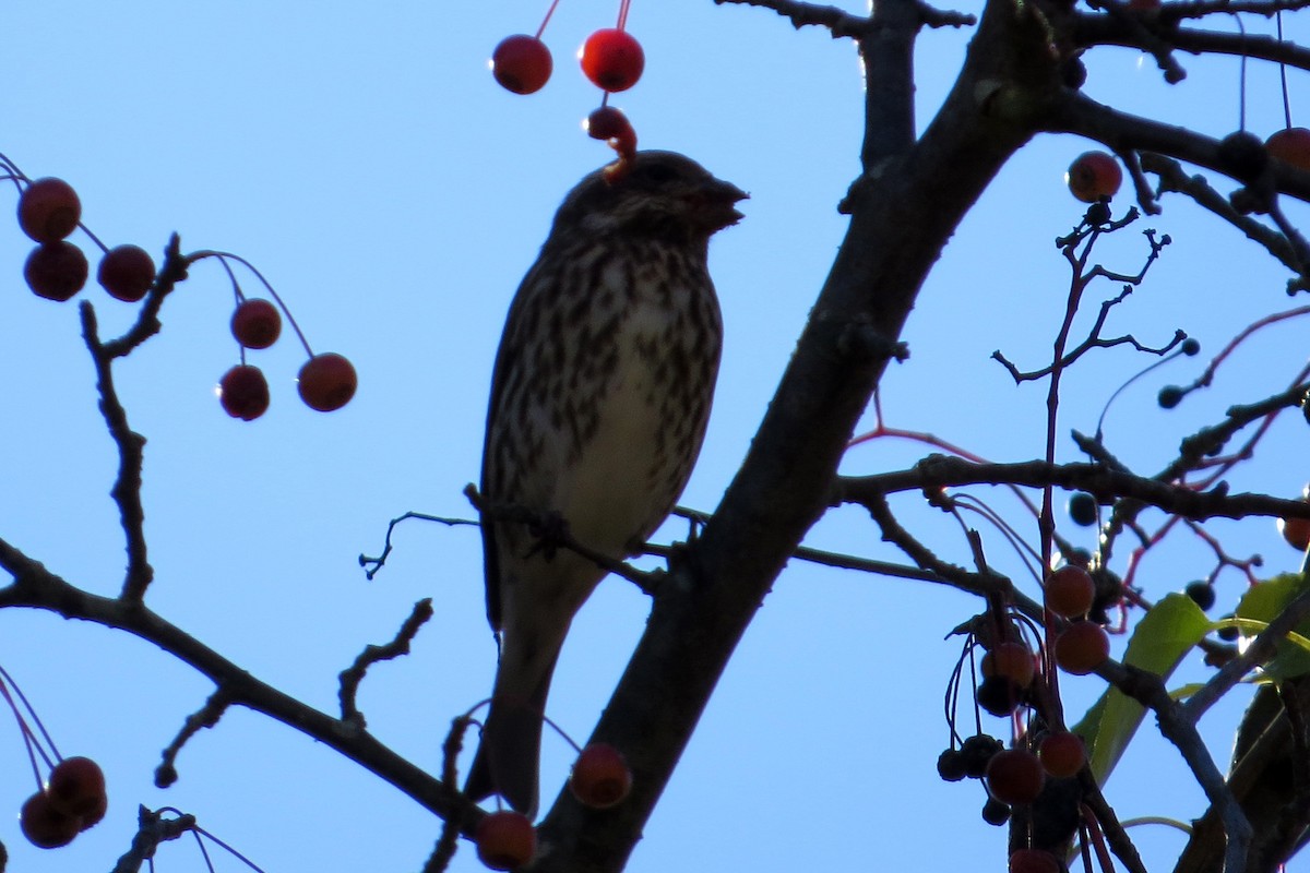 Purple Finch - ML615817821