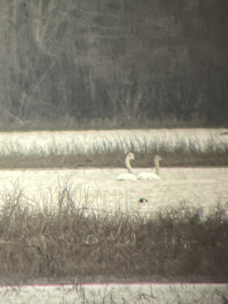 Tundra Swan - Rob Harbin