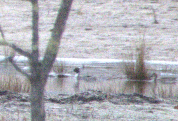 Northern Pintail - ML615817870