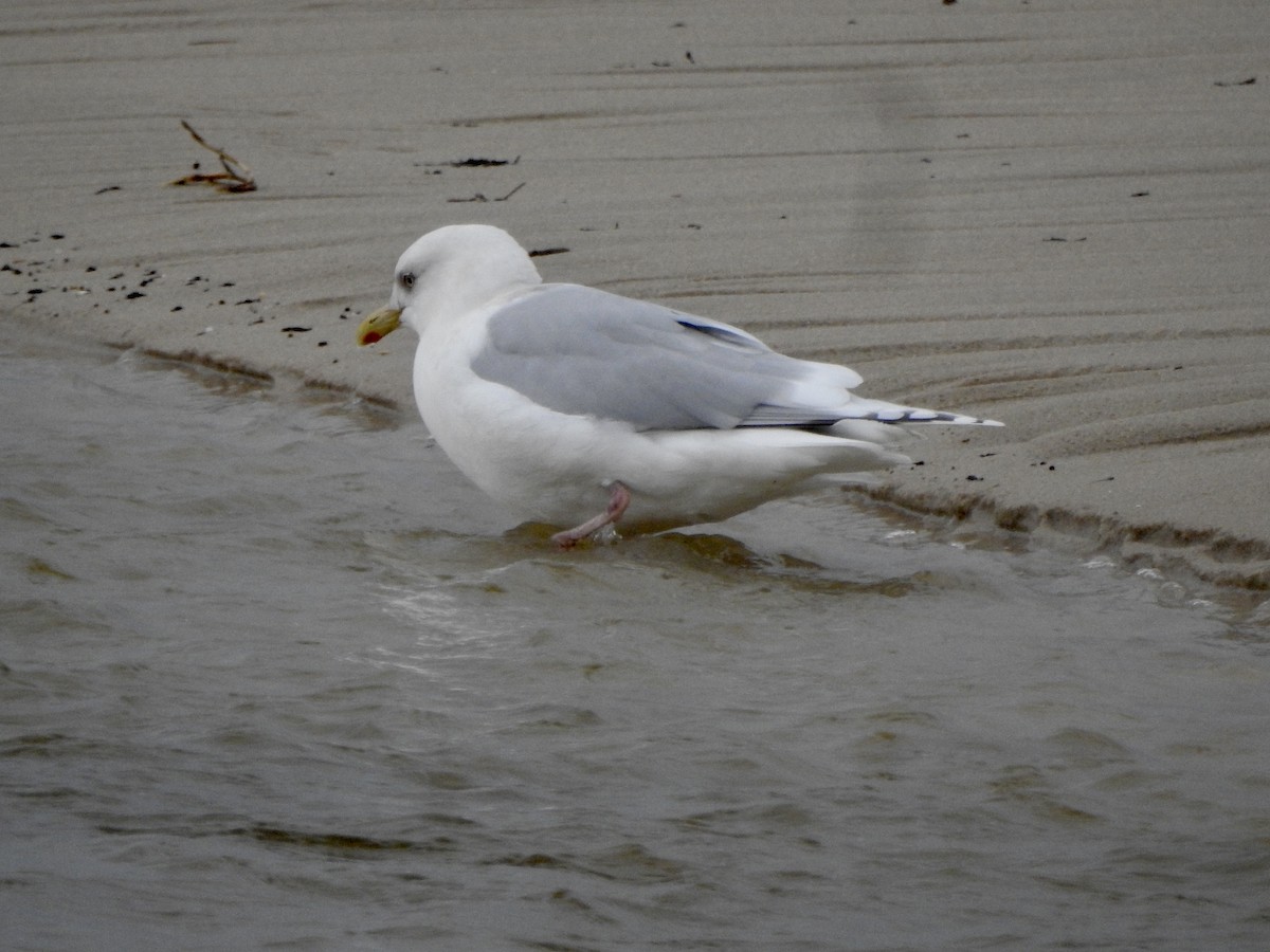 Iceland Gull (kumlieni) - Adrián Bartolomé Husson