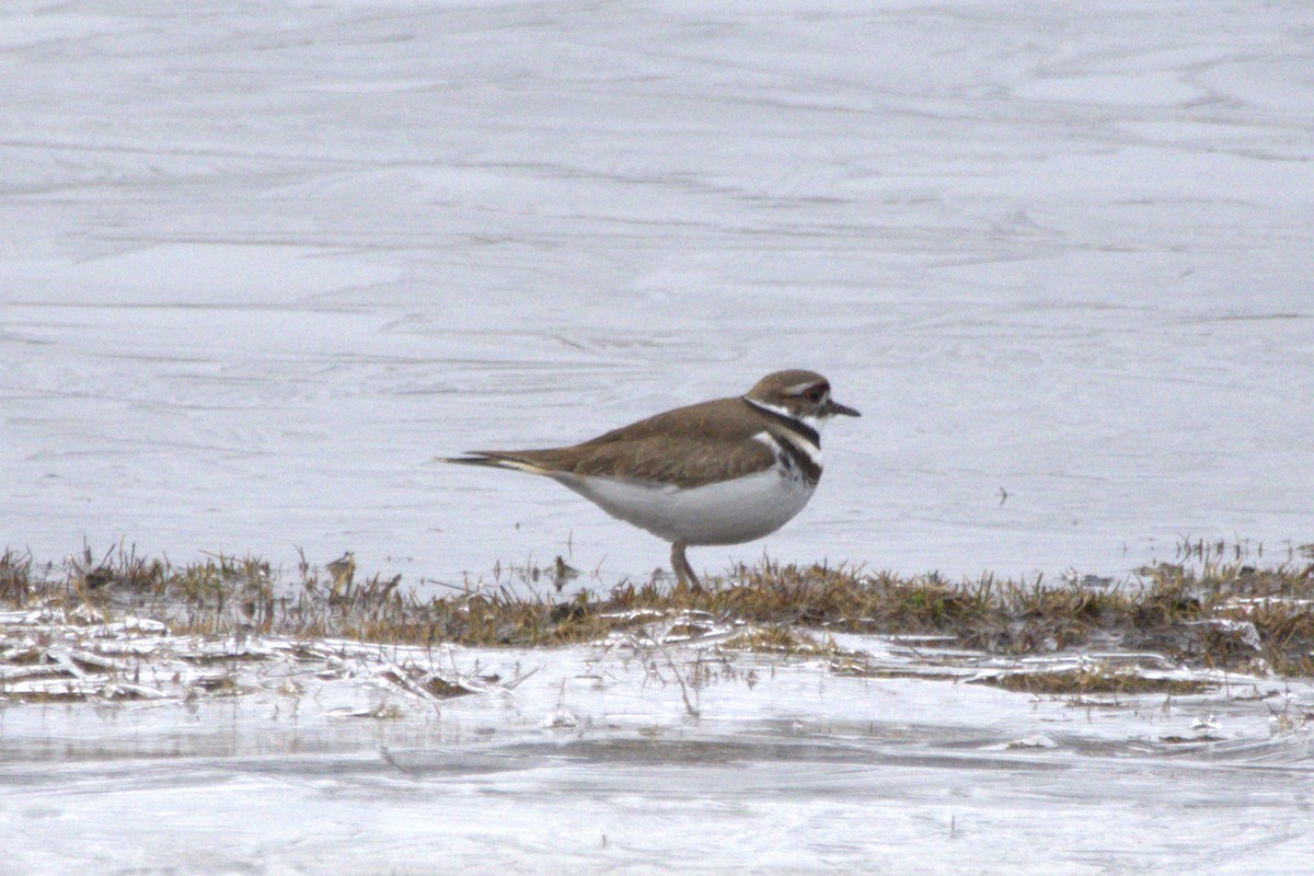 Killdeer - ML615817873