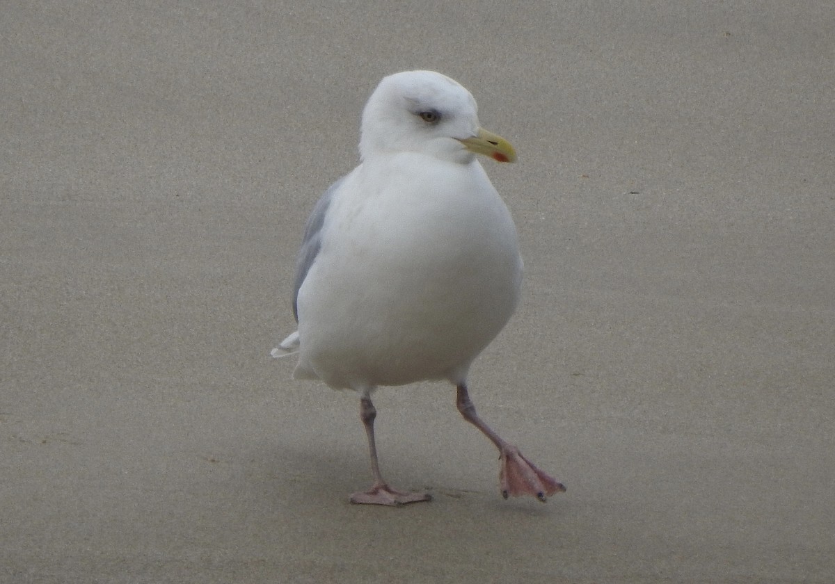 Iceland Gull (kumlieni) - ML615817879