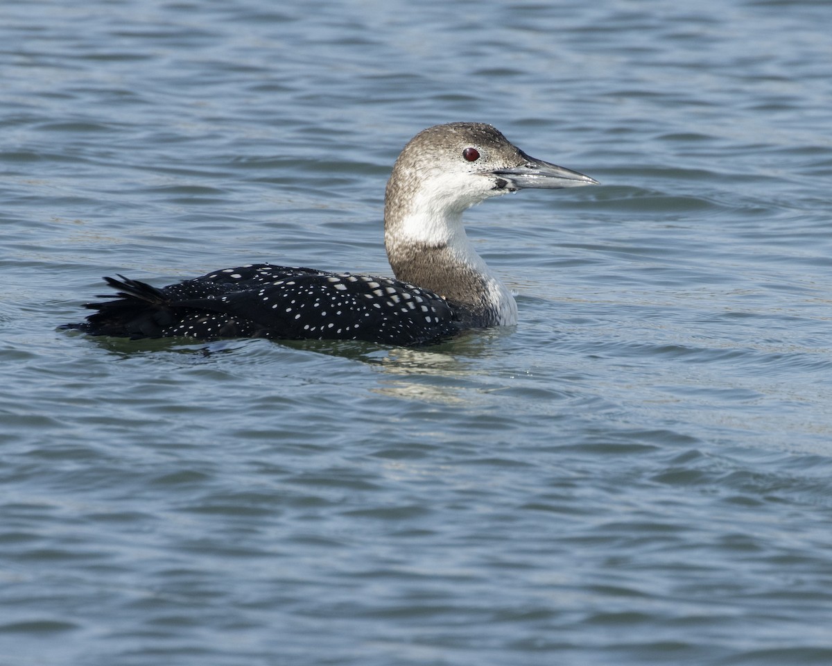 Plongeon huard - ML615817982