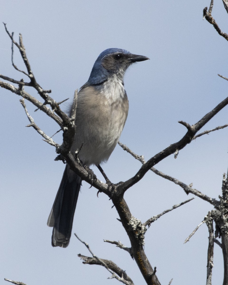 Woodhouse's Scrub-Jay - ML615818010