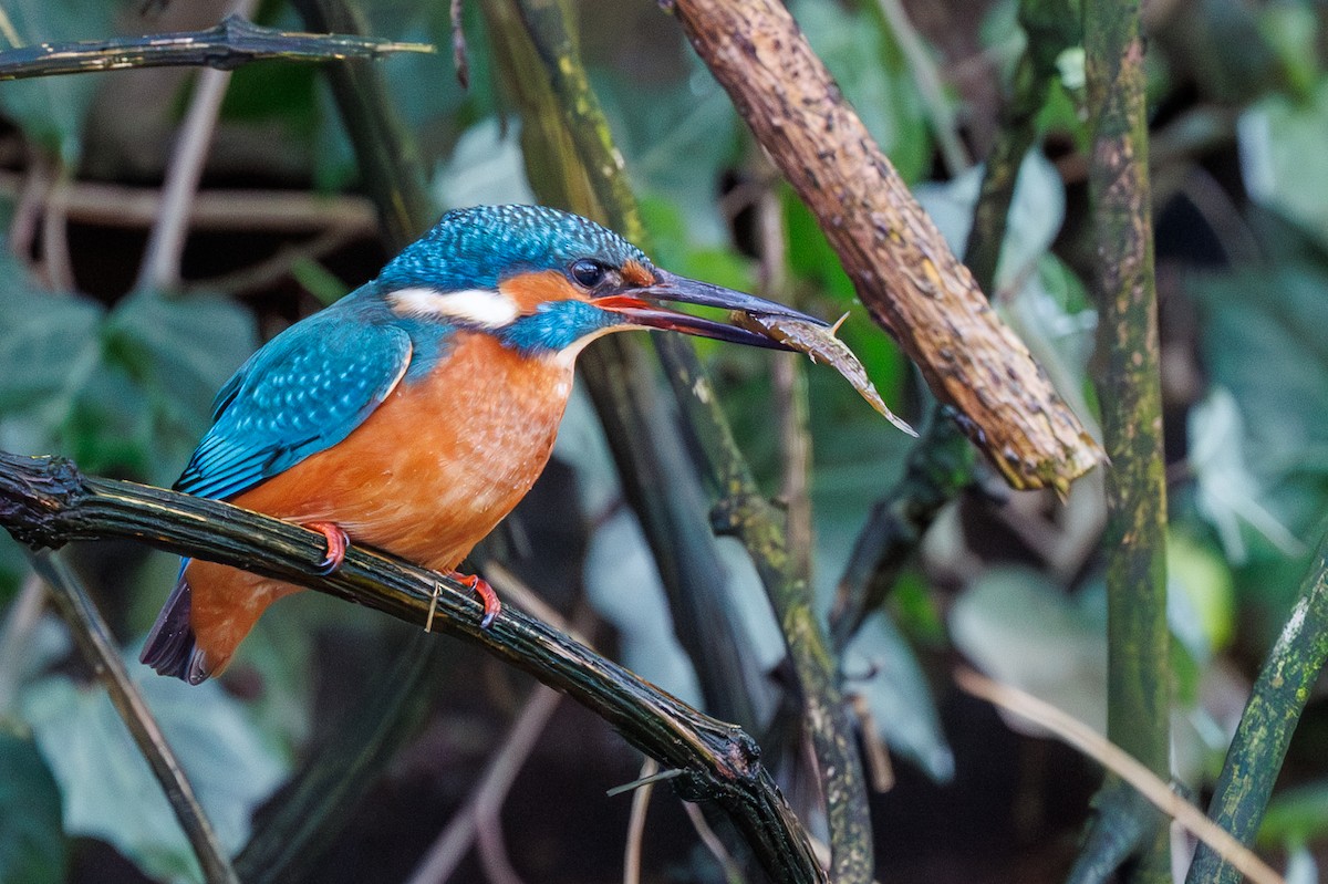 Common Kingfisher - Lutz Duerselen