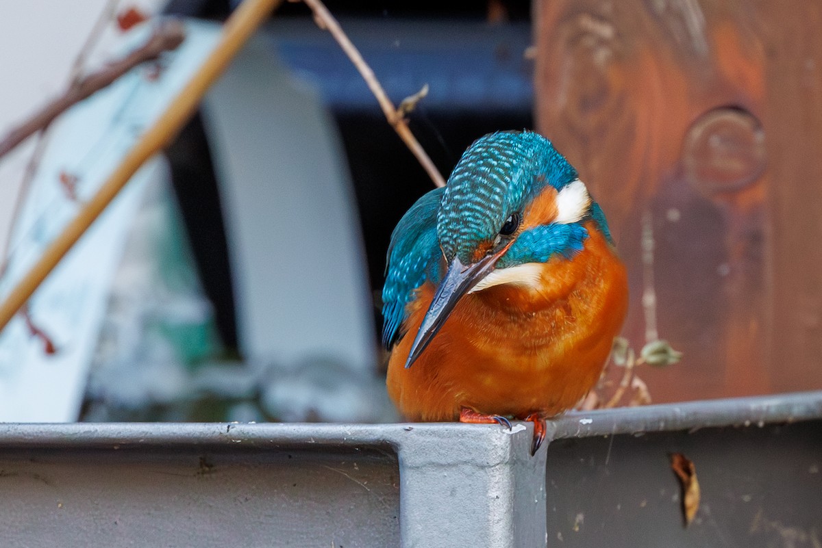 Martin-pêcheur d'Europe - ML615818047