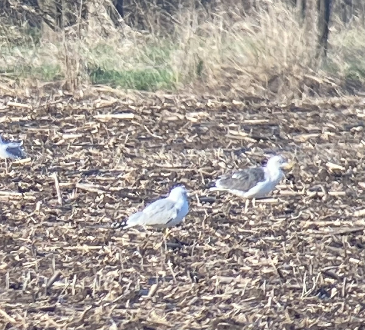 Lesser Black-backed Gull - ML615818084