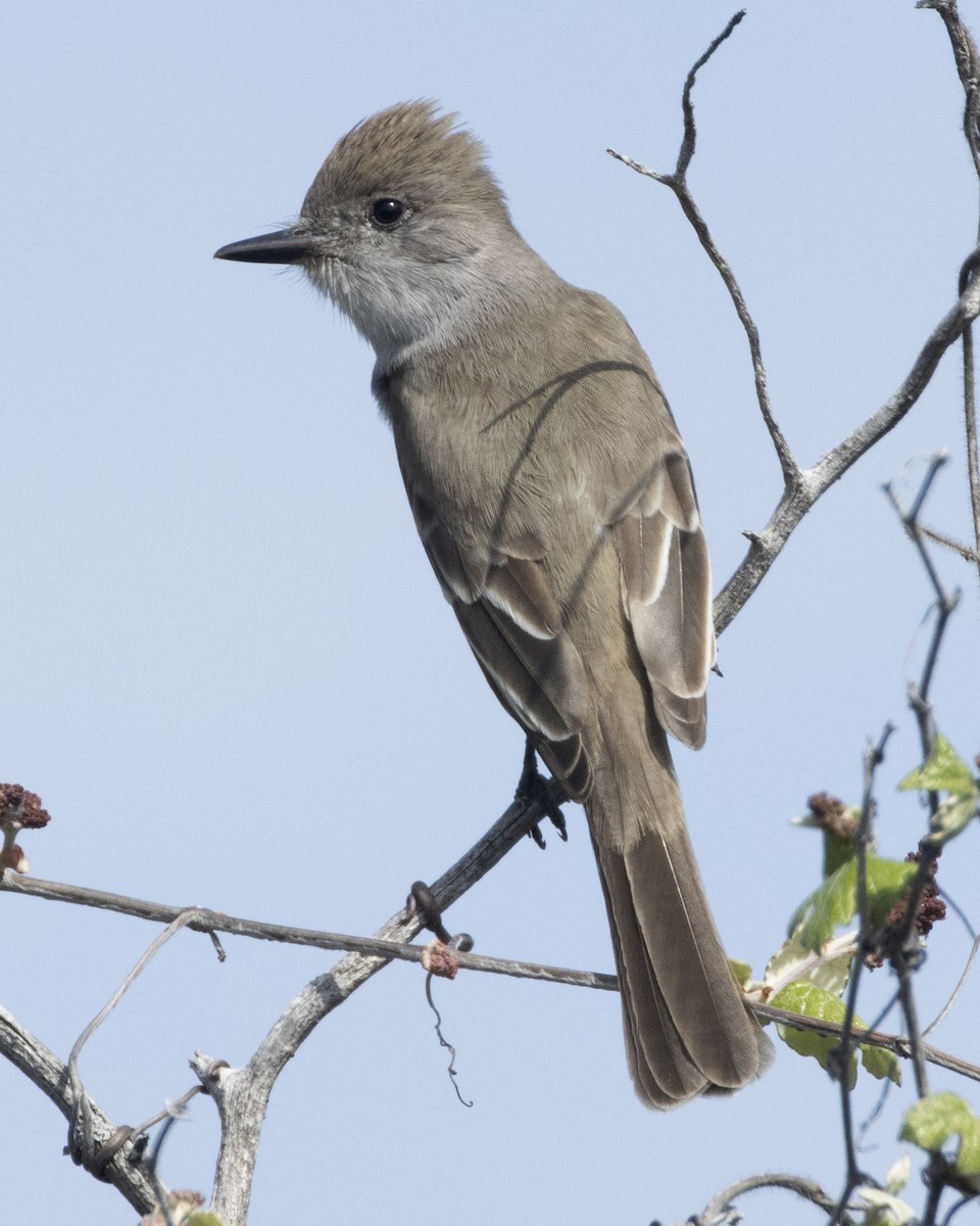 Ash-throated Flycatcher - ML615818126