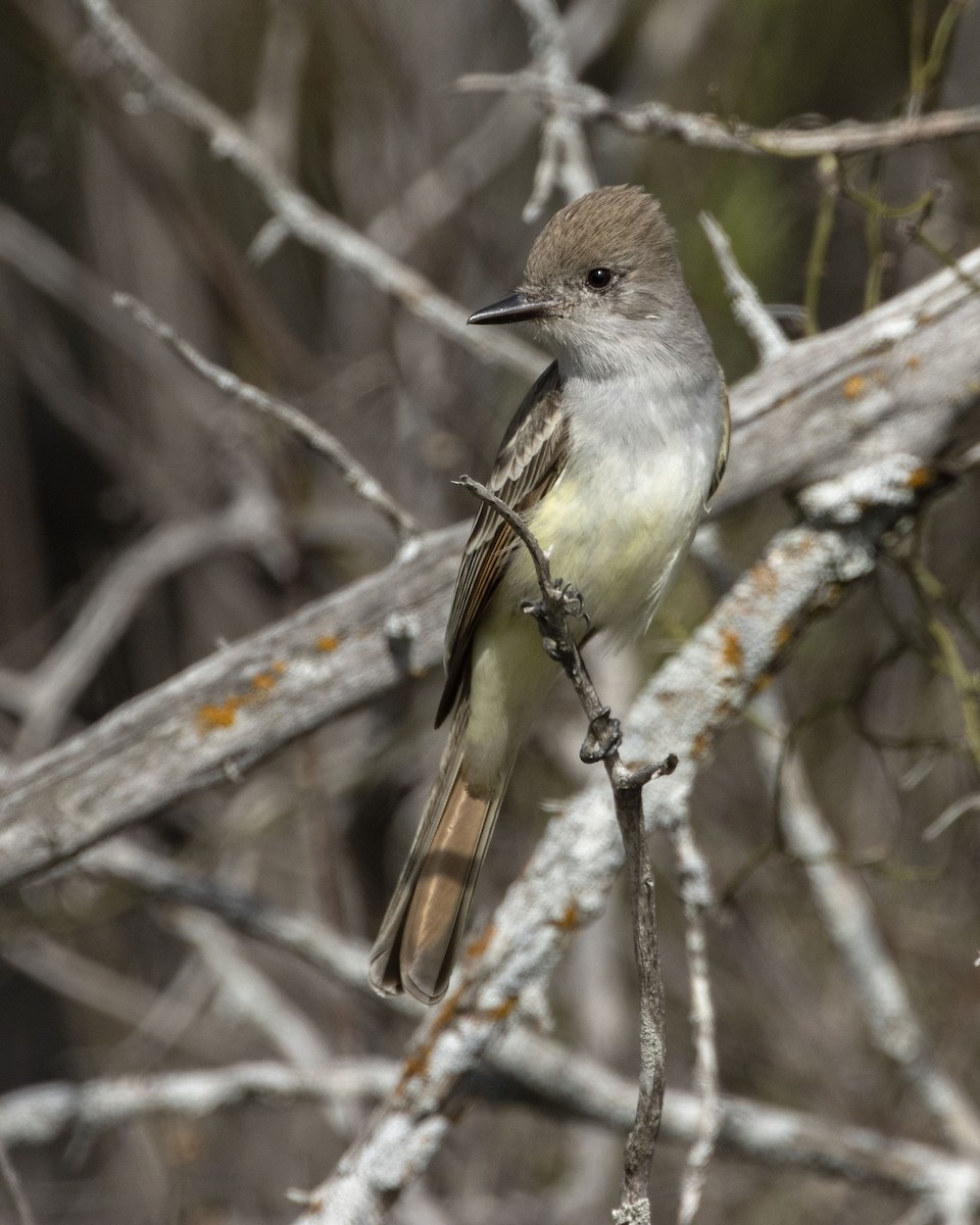 Ash-throated Flycatcher - Daniel Kelch