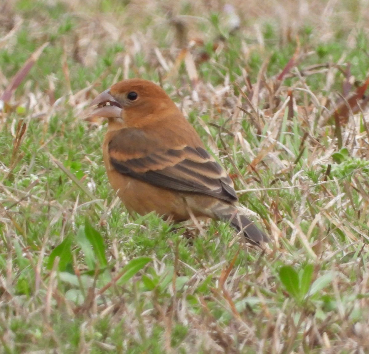 Blue Grosbeak - ML615818142