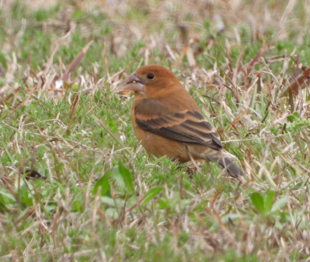 Blue Grosbeak - ML615818146