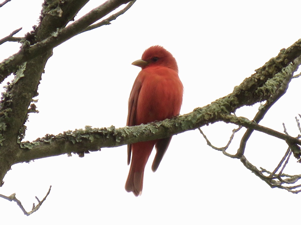 Summer Tanager - ML615818202