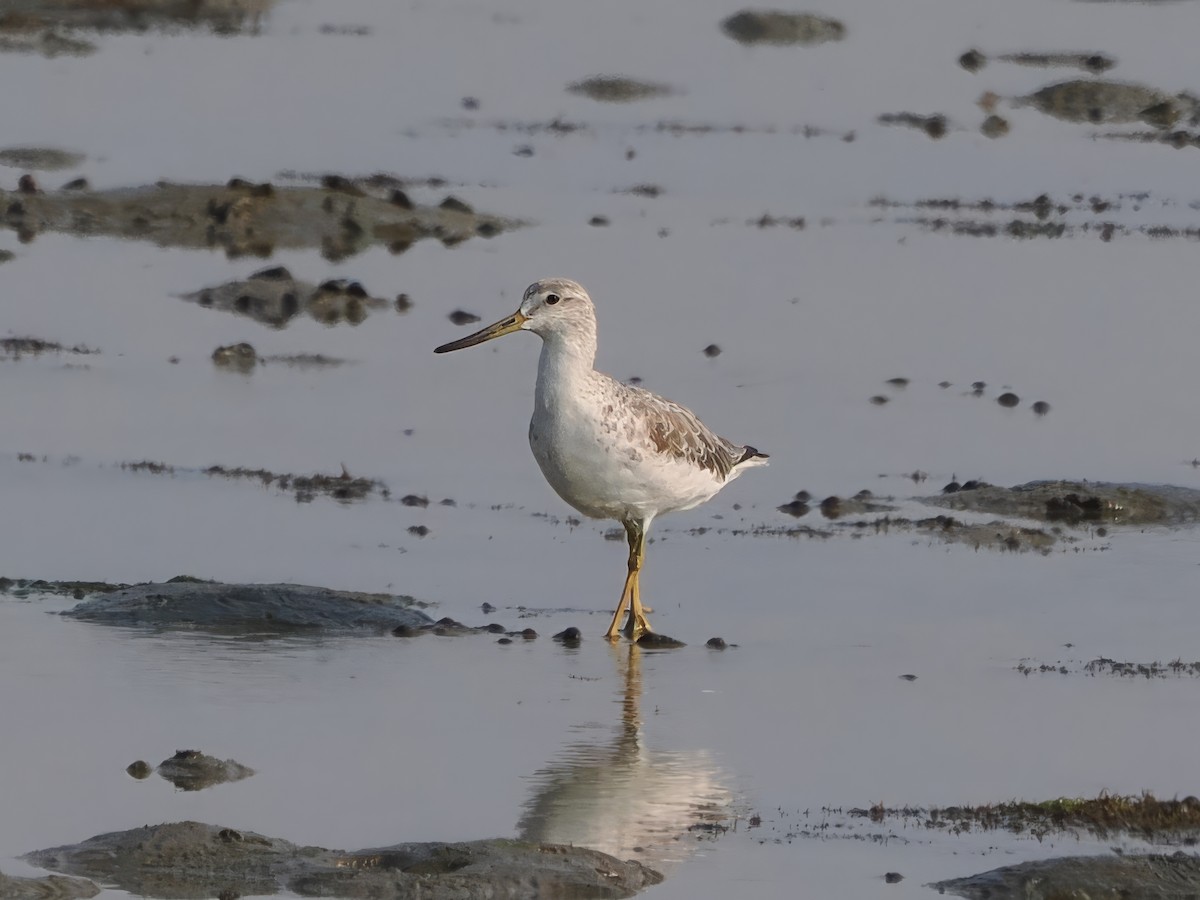 Nordmann's Greenshank - ML615818207