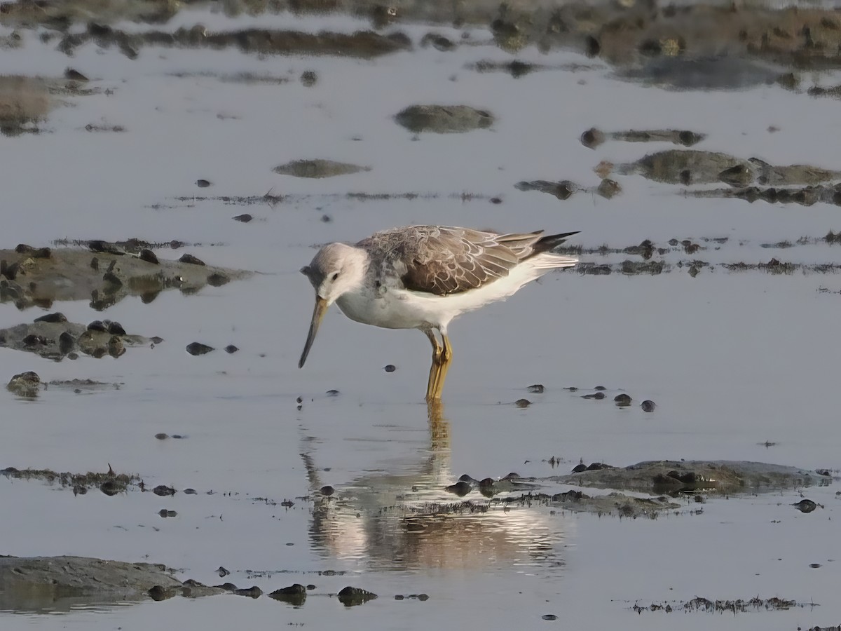 Nordmann's Greenshank - ML615818208