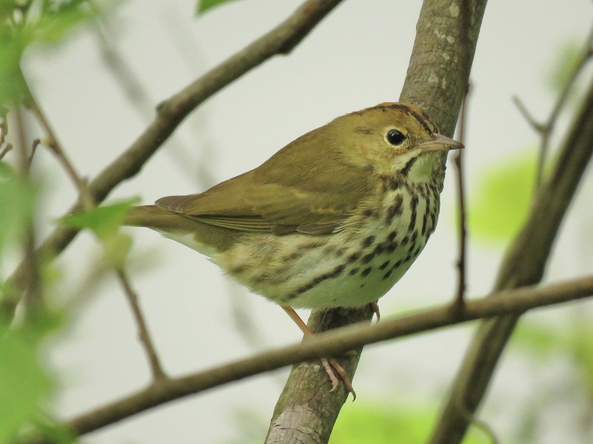 Ovenbird - ML615818227