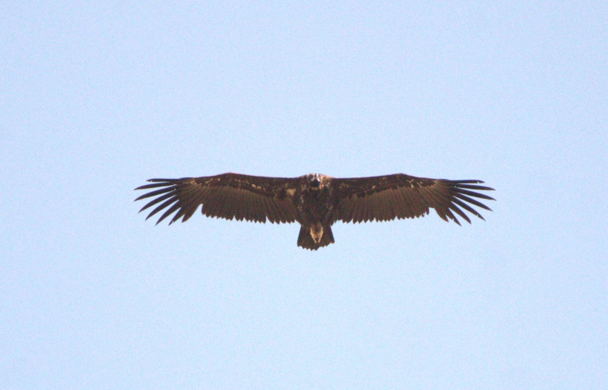 Cinereous Vulture - ML615818244