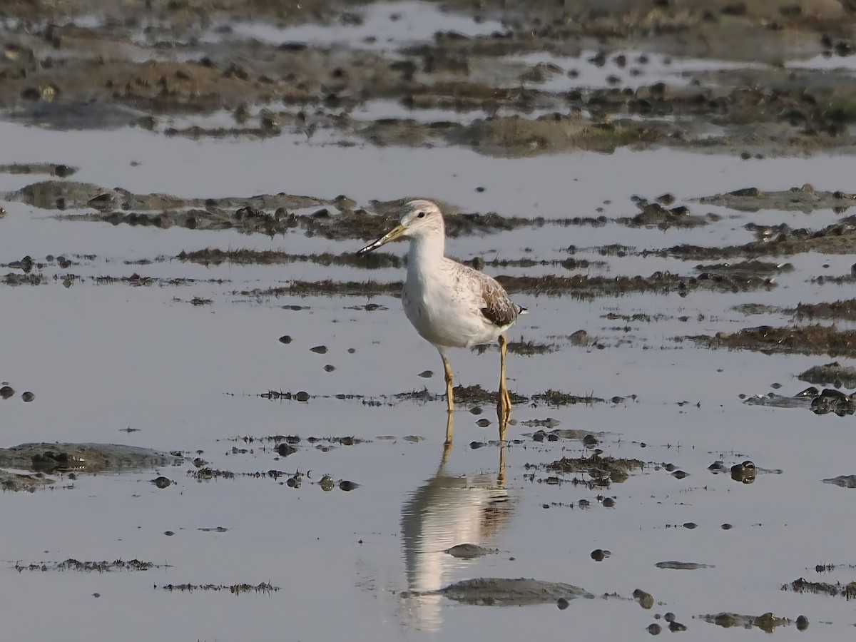 Nordmann's Greenshank - ML615818256