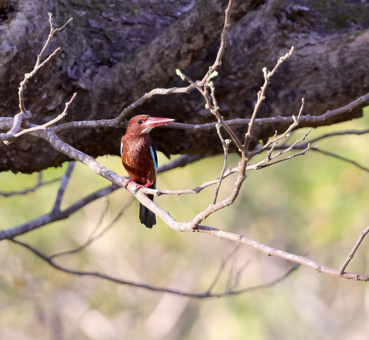 Brown-breasted Kingfisher - Mika Ohtonen