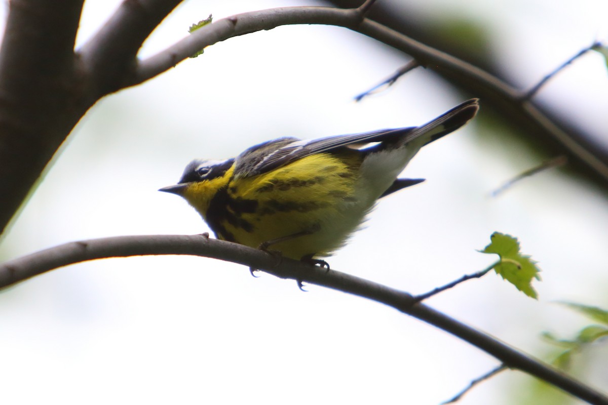 Magnolia Warbler - Yiming Qiu