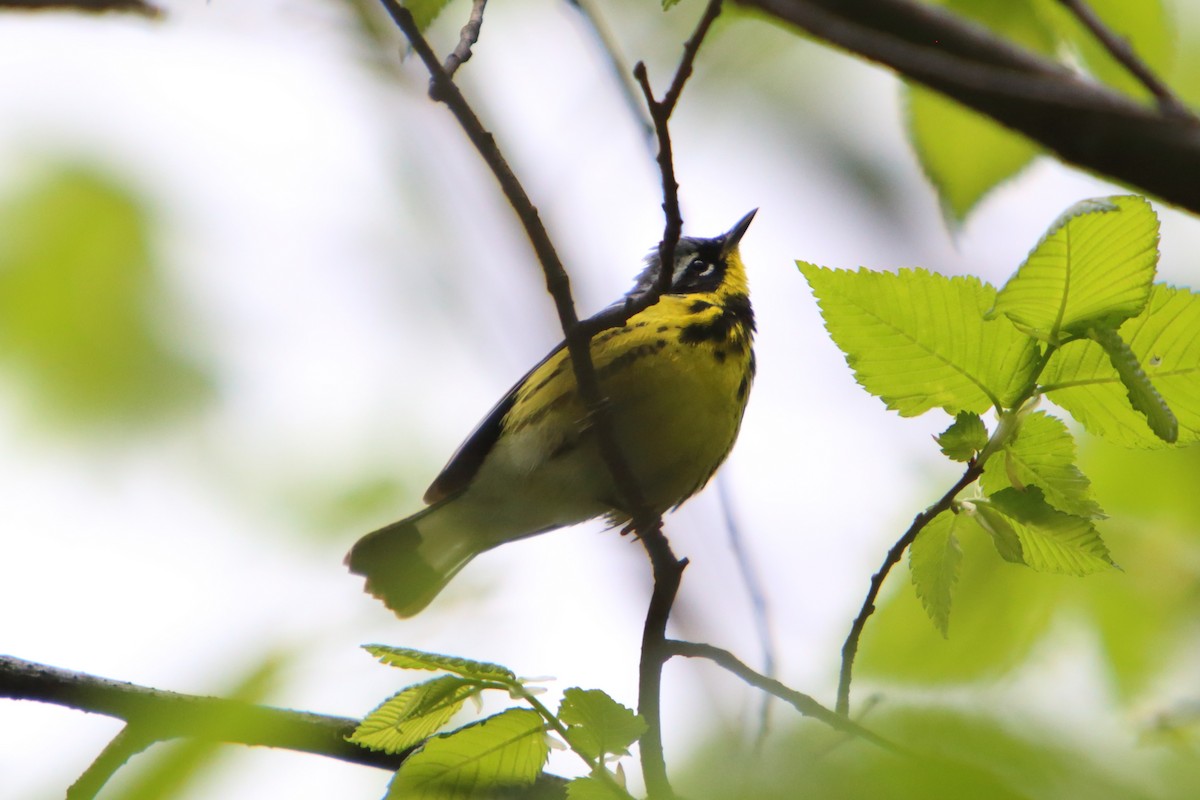 Magnolia Warbler - Yiming Qiu