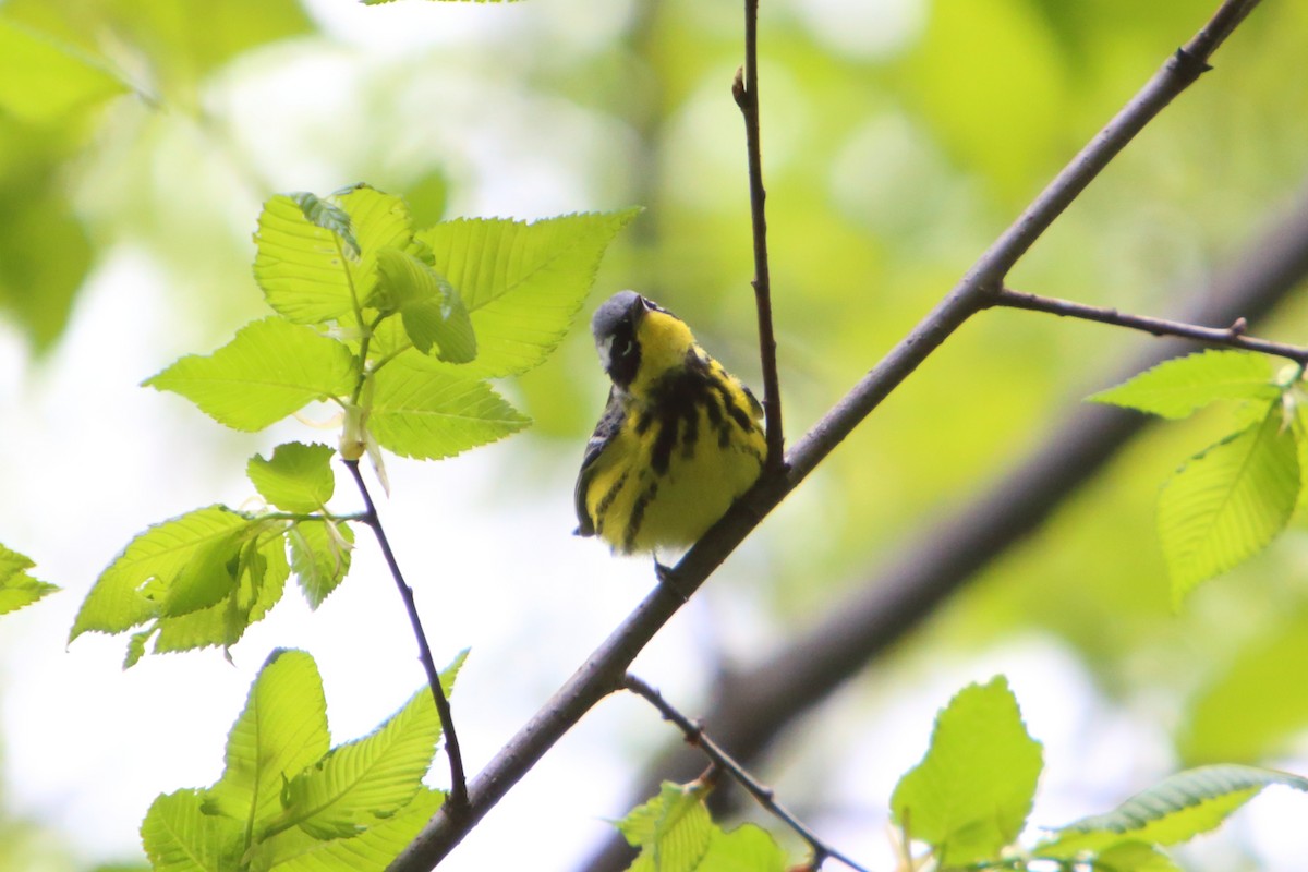 Magnolia Warbler - Yiming Qiu