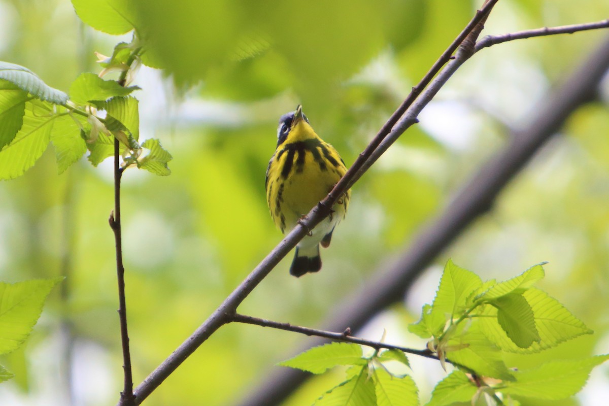 Magnolia Warbler - Yiming Qiu