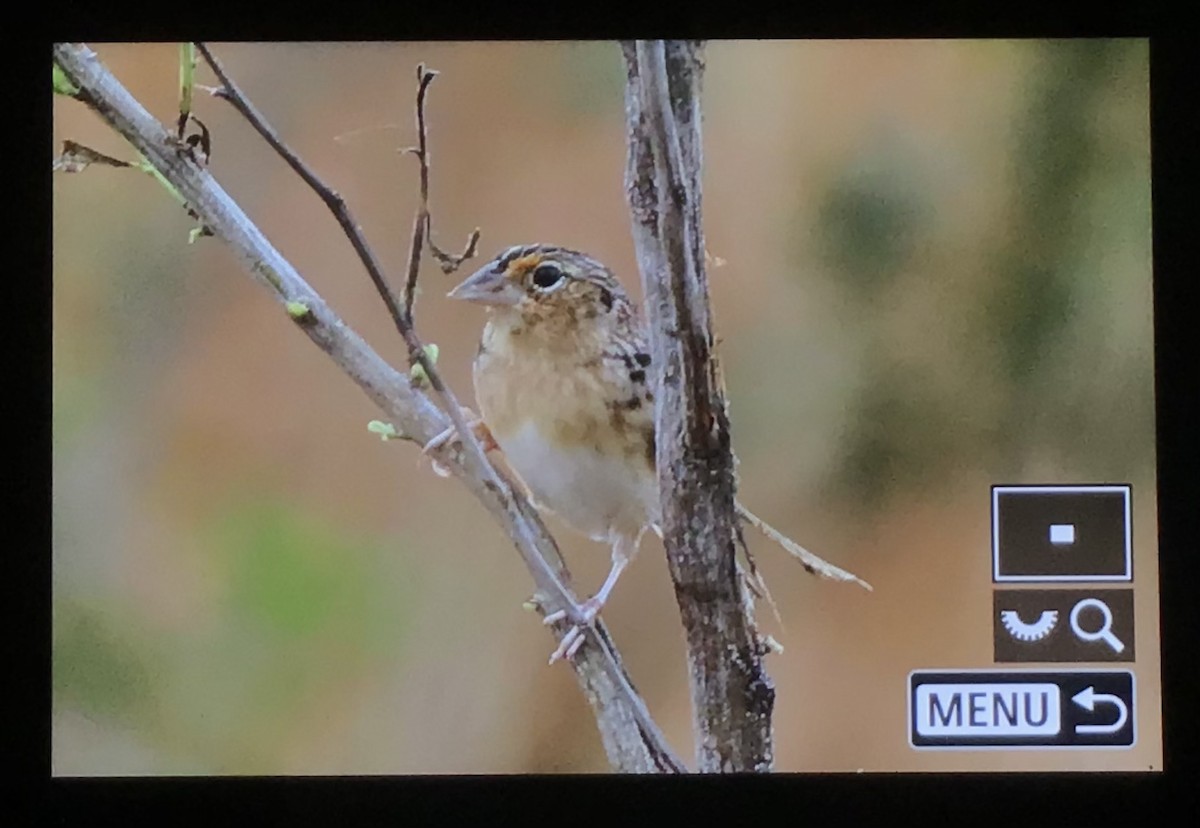 Grasshopper Sparrow - ML615818502