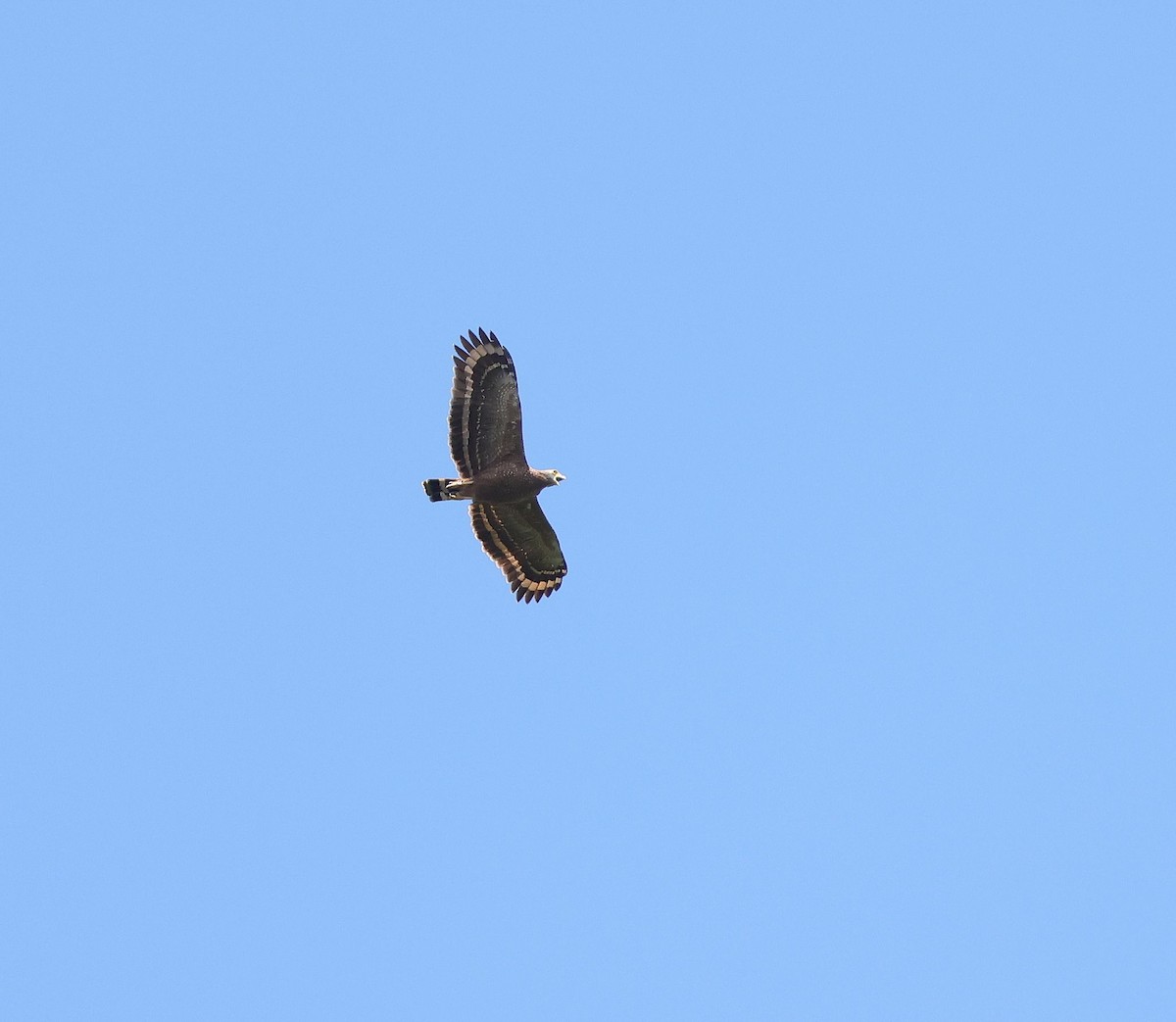 Philippine Serpent-Eagle - Mika Ohtonen