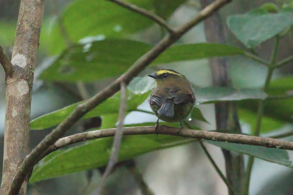 Yellow-bellied Chat-Tyrant - ML615818558