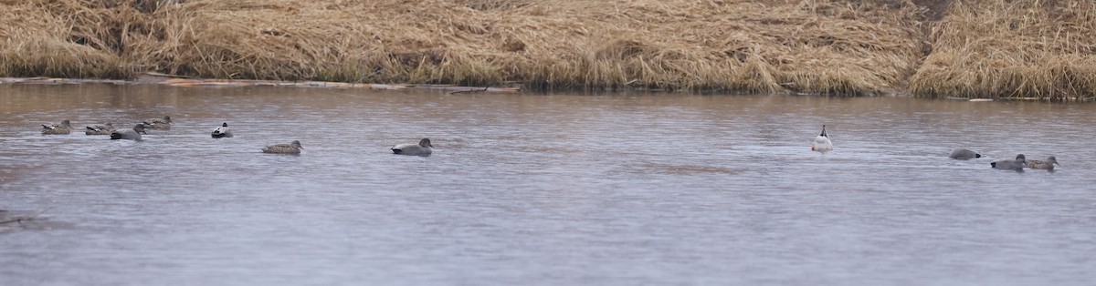 赤膀鴨 - ML615818575