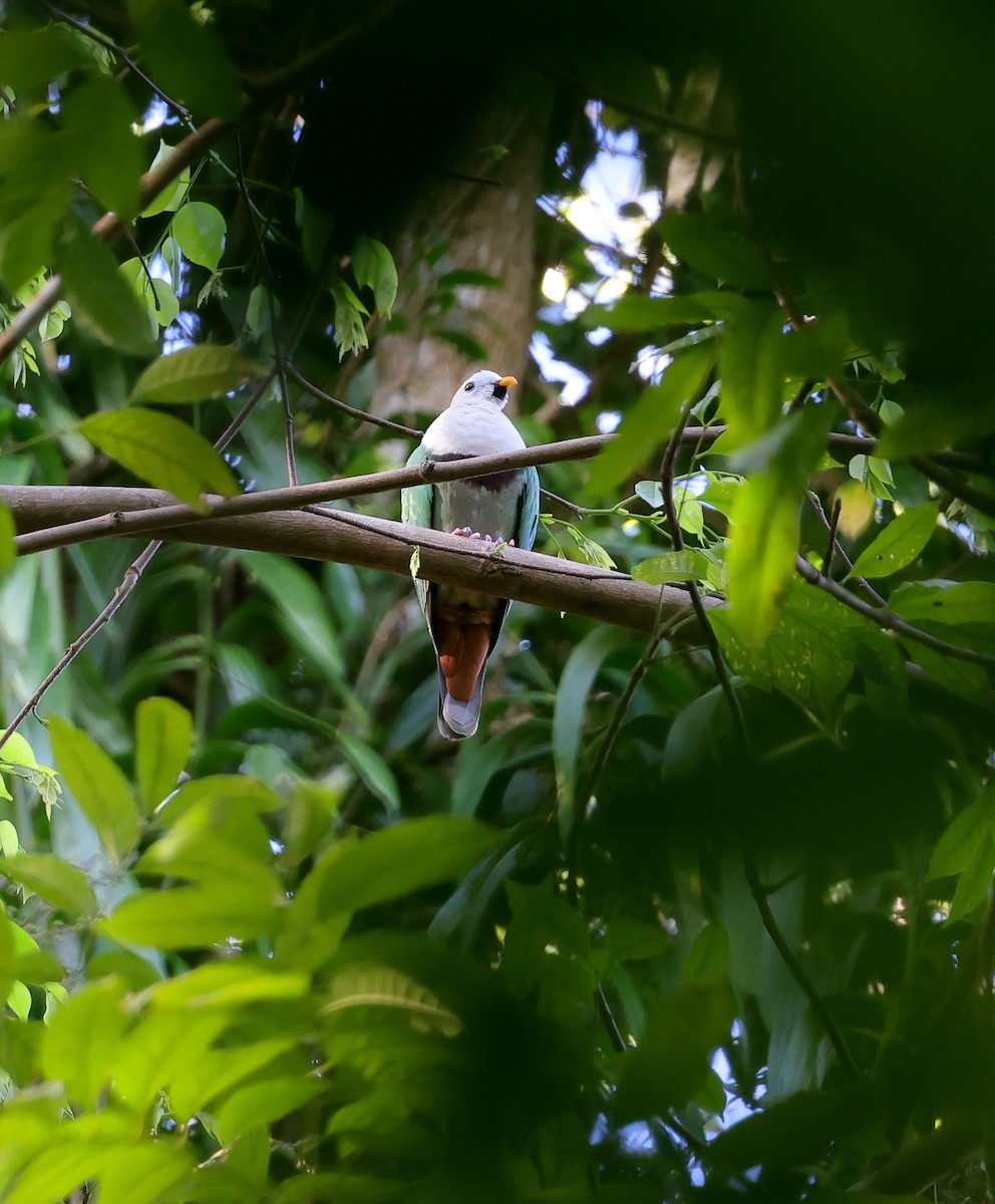 Black-chinned Fruit-Dove - Mika Ohtonen