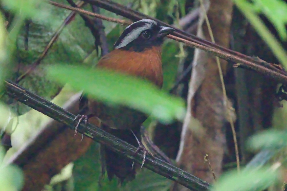 Tanager Finch - ML615818595