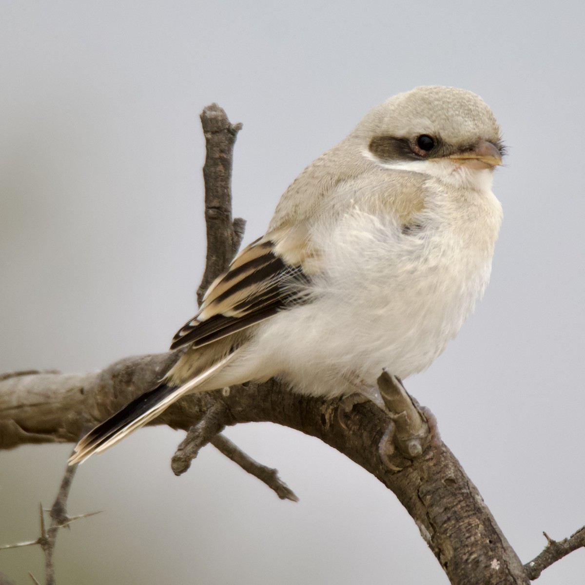 Great Gray Shrike - ML615818596