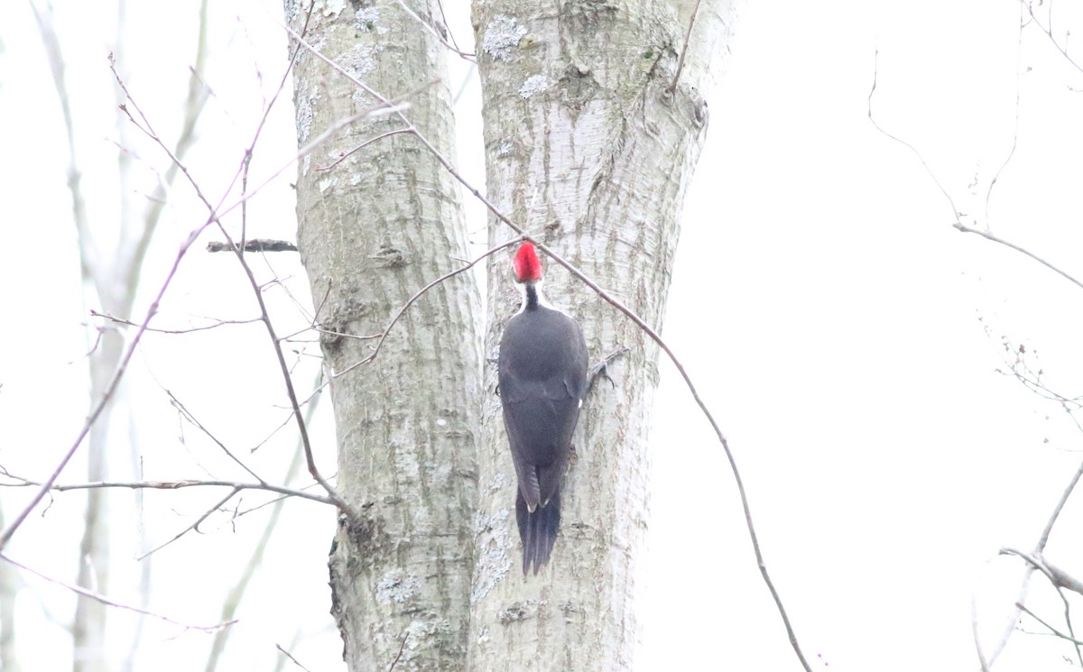 Pileated Woodpecker - ML615818597