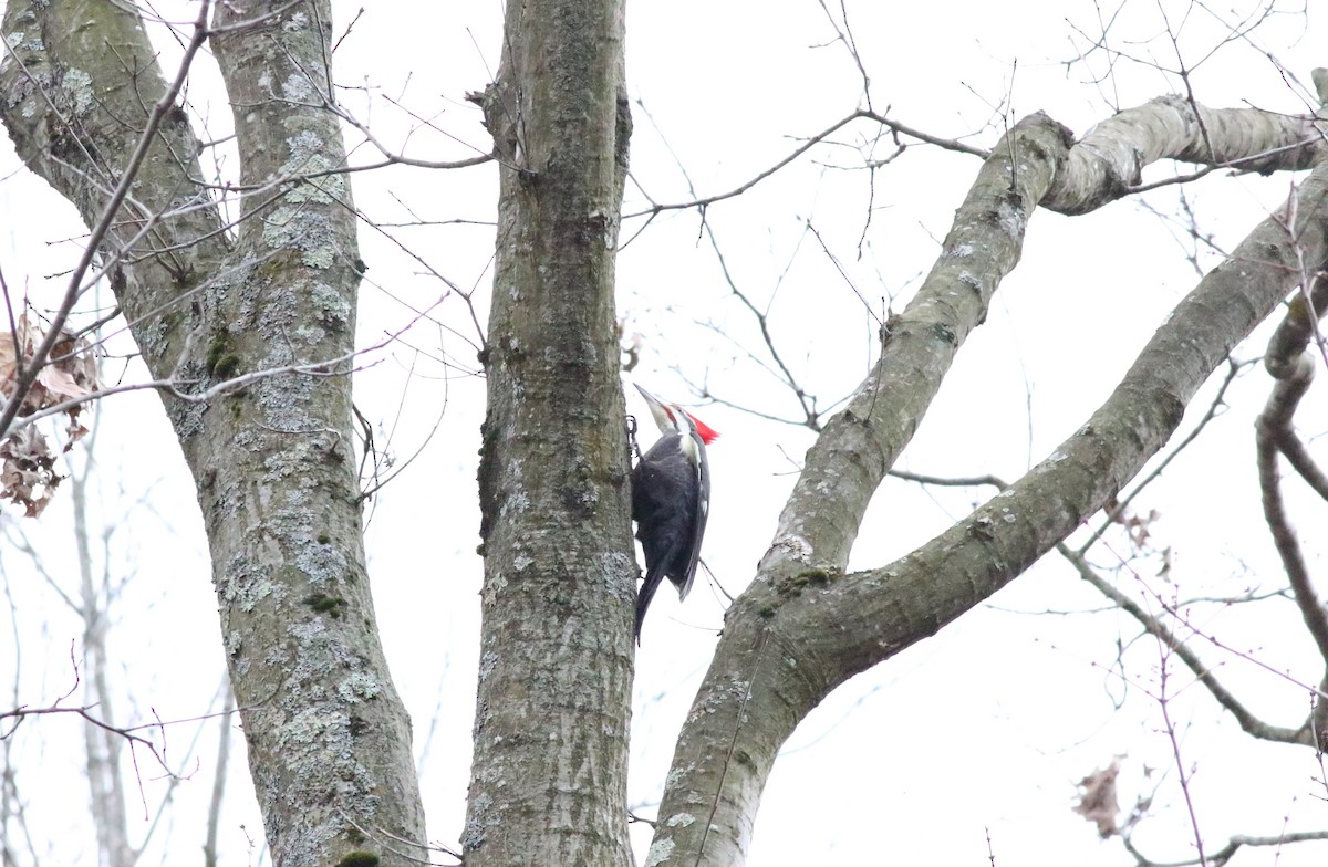 Pileated Woodpecker - ML615818598