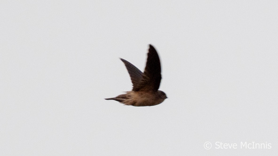 Germain's Swiftlet - ML615818622