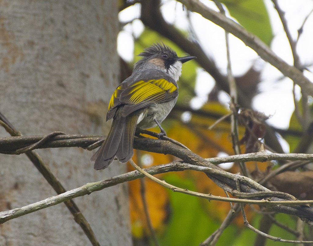 Bulbul à ailes vertes - ML615818635