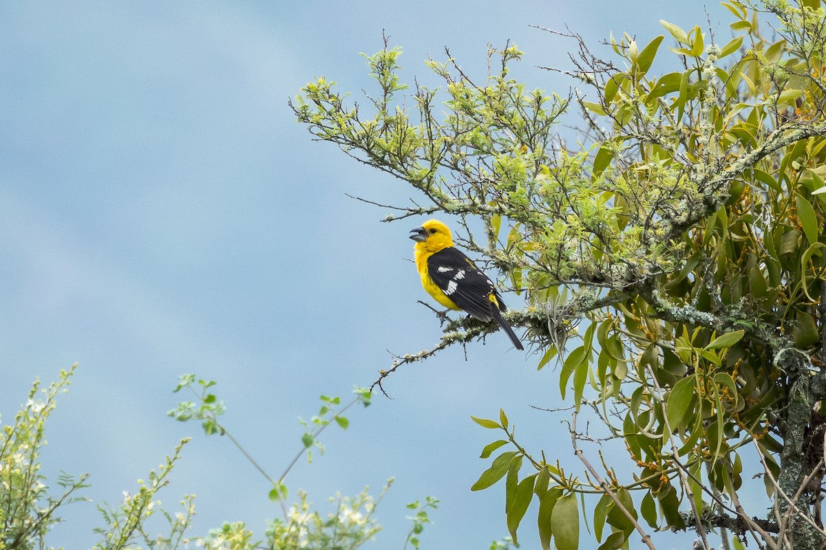 Golden Grosbeak - ML615818641