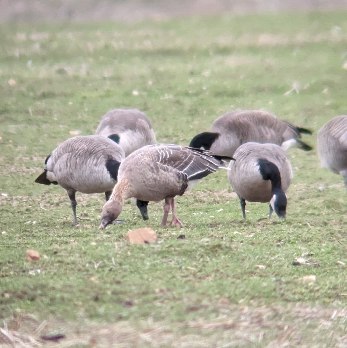Pink-footed Goose - ML615818655